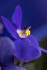 Close-up view of African Violet flower. Art Print